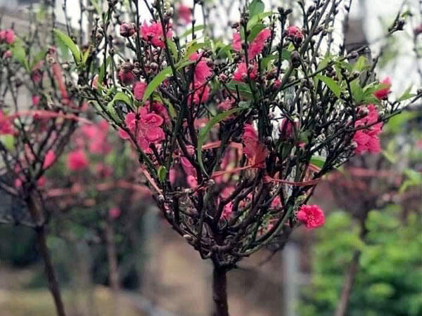 Cúng Tết ông Công ông Táo, cành đào mini cháy hàng