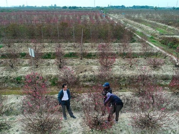 Hải Dương kêu gọi giải cứu đào Tết