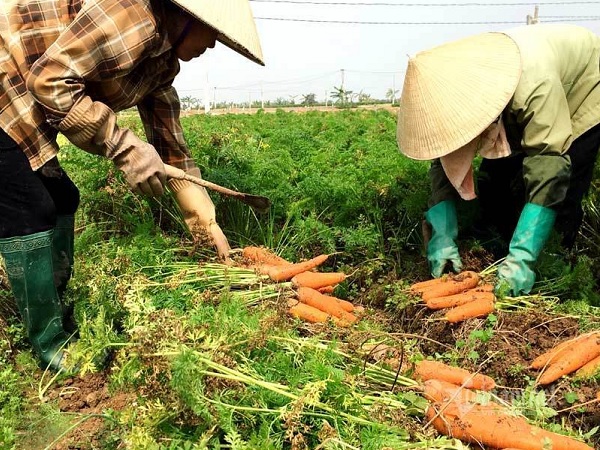 Su hào, bắp cải... ế đầy đồng: Vắng thương lái, thất thu mùa Tết