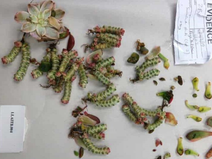 Nhét 1.000 mẩu xương rồng và cây mọng nước trong người để buôn lậu