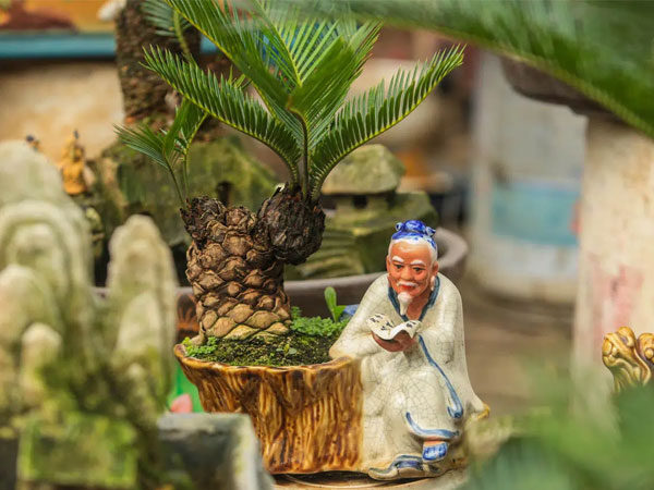 Vạn tuế bonsai của nghệ nhân Hà thành giá hàng chục triệu đồng vẫn hút khách dịp Tết