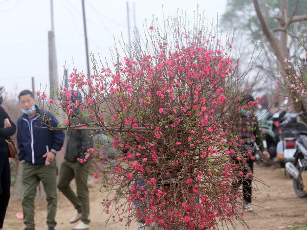 Hà Nội: Người dân ùn ùn kéo đến Nhật Tân 'giải cứu' đào Tết