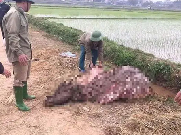 Phú Thọ: Ba người đàn ông cắt khoá trộm trâu 30 triệu, dắt ra đường xẻ thịt trong đêm