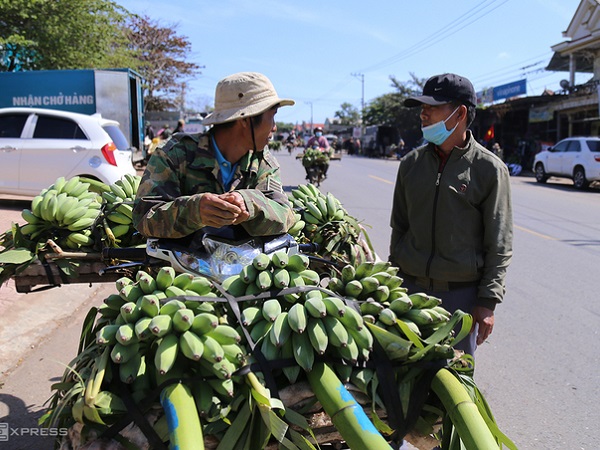 Chuối Tết khan hiếm, giá cao