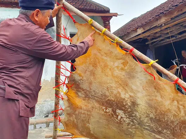 Cận cảnh quá trình thuộc da trâu, bò làm trống của những người thợ tài hoa