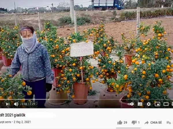 Tiểu thương đua nhau livestream rao bán cây lạ, hoa đẹp