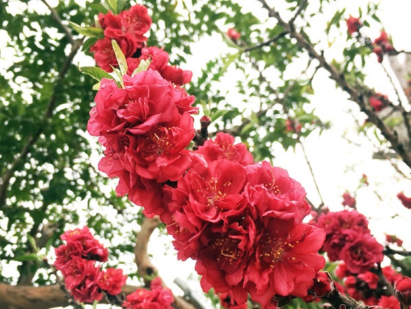 Hàng độc ra chợ: Đào thất thốn cổ mốc thếch, đại gia rút ví trăm triệu