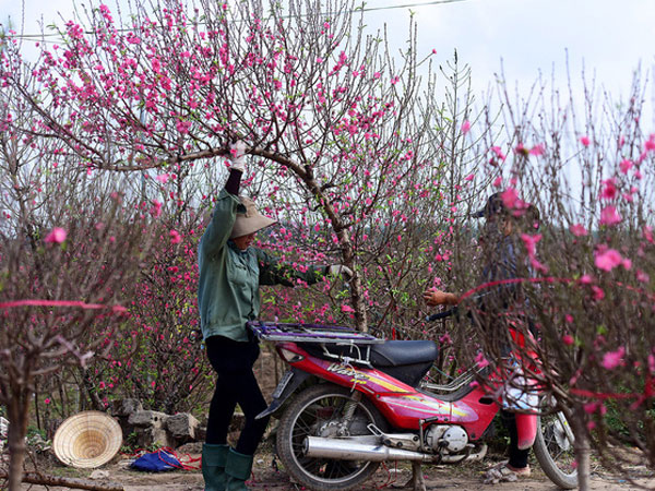 Bí quyết chọn và chăm sóc hoa đào ngày Tết
