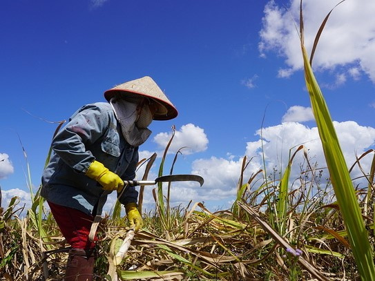 Việt Nam áp thuế chống bán phá giá đường nhập Thái Lan