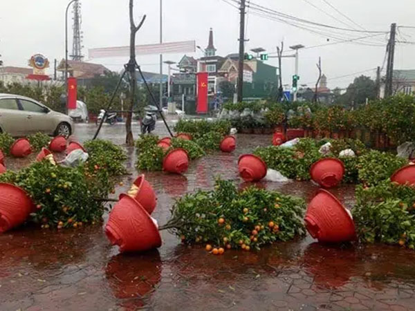 Chợ hoa đổ gẫy trong cơn mưa rét cuối năm, cây cảnh tan tác khiến nhiều người xót xa