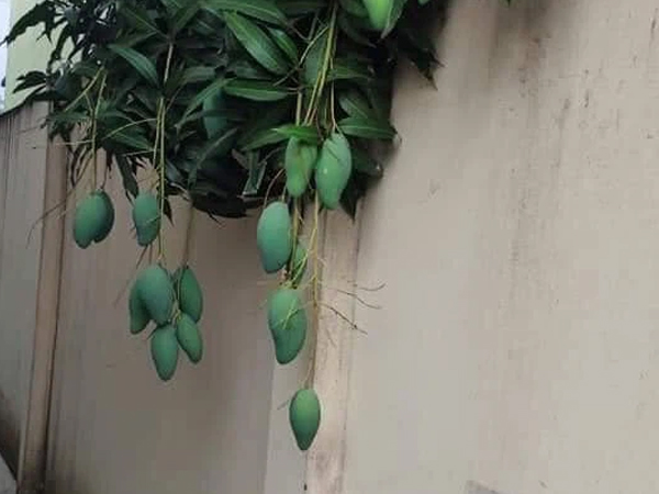 Gia chủ nhọc công chăm sóc cây xoài tốt sum suê nhưng khi ra quả thì lại biếu không nhà hàng xóm
