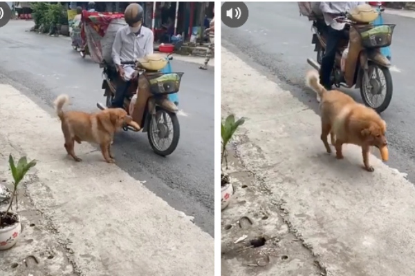 Chú chó mua bánh mì thiếu một cách 'uy tín' khiến nhiều người phát cuồng: Chắc là mối ruột của chú bán bánh mì rồi!