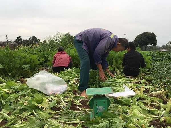 Nỗi đau giữa xuân mới: Ngàn tấn rau xanh ế hỏng đầy đồng