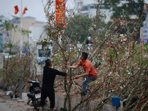 Hoa lê rừng xuống phố ngày đầu năm mới khiến người Hà Nội mê mẩn