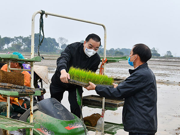 Bí thư, Chủ tịch Hà Nội xuống đồng đi cấy cùng nông dân