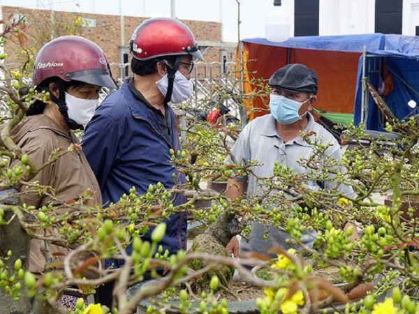 'Thủ phủ' mai vàng miền Trung thất thu vì dịch Covid-19