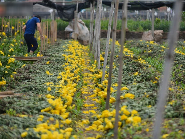 Nông dân Tây Tựu nuốt nước mắt, nhổ hoa vứt bỏ đầy đồng vì ế không bán được