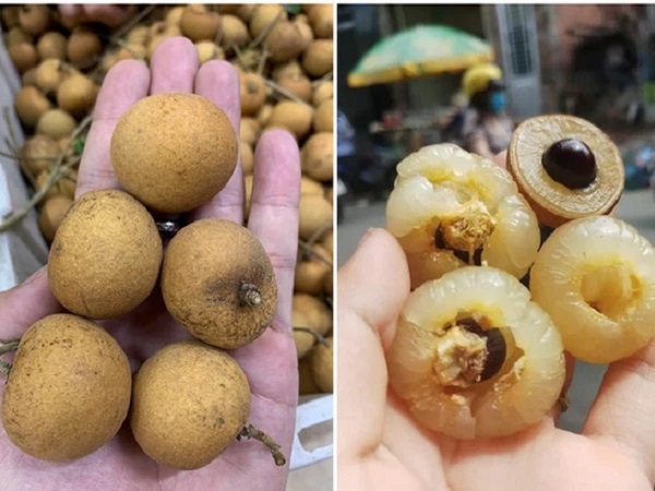 Có thể bạn chưa biết: Việt Nam có loại nhãn lạ, cùi cuộn như bắp cải, giá cao gấp 5 lần nhãn thường vẫn được săn lùng