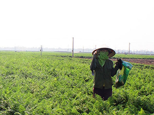 Hải Dương cấp thẻ cho nông dân ra đồng