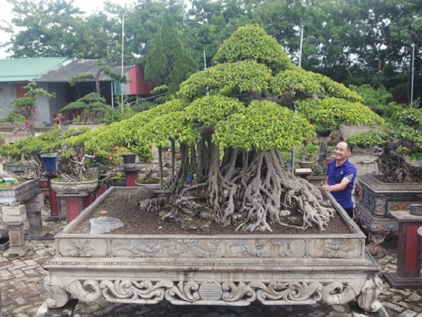 Mãn nhãn những cây sanh thế 'lạ' khiến nhiều đại gia chơi cây cảnh săn lùng