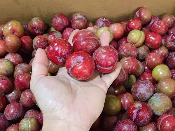 Mận hậu Mộc Châu trái mùa, năm nay giá rẻ chưa từng thấy