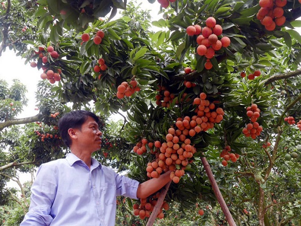 Chuyện đại gia chân đất: Nuôi gà thu 1.500 tỷ, bán trái cây gom 8.000 tỷ