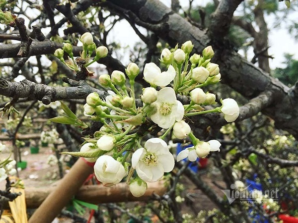 Hà Thành mua hoa lê chơi Rằm, dân buôn bán hết veo 1.000 cành