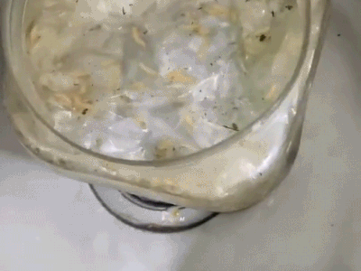 Món ăn có 'dòi ngọ nguậy' khiến ai cũng kinh hãi nhưng 'vậy mới ngon!'
