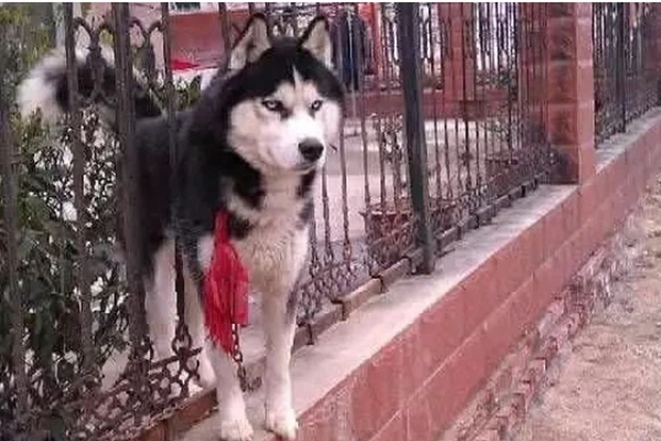 Mua Husky đắt tiền trông nhà, khổ chủ gặp ngay cái kết đắng