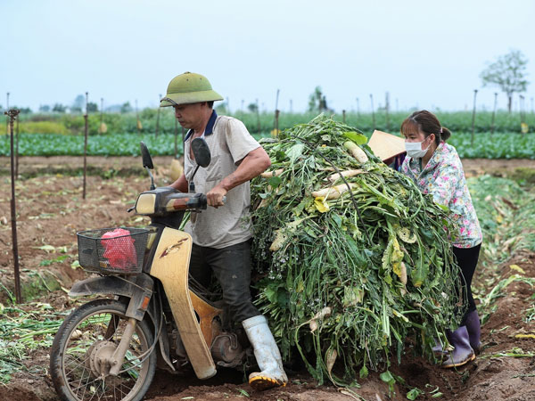 Nông dân Hà Nội vứt hàng chục tấn củ cải