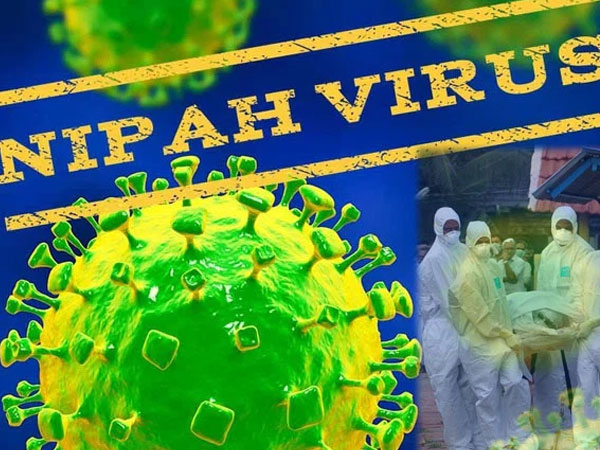Virus Nipah gây phù não được cảnh báo có thể là đại dịch tiếp theo: Chưa có vắc-xin phòng bệnh và có thể ủ bệnh hơn 1 tháng mà không biết