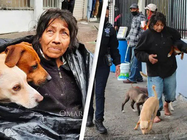 Bà lão kiên quyết sống cùng 6 con chó trong túi rác vì lí do đặc biệt và cái kết ngọt ngào khiến ai nghe cũng cảm động