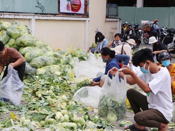 Rằm tháng Giêng, người Sài Gòn hồ hởi kéo nhau đi "giải cứu" bắp cải, su hào cho bà con Hải Dương