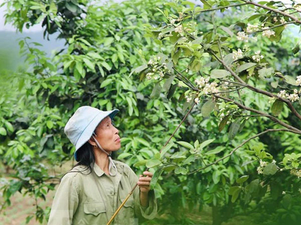 Xem nông dân Hà Tĩnh thụ phấn cho 'đệ nhất bưởi'