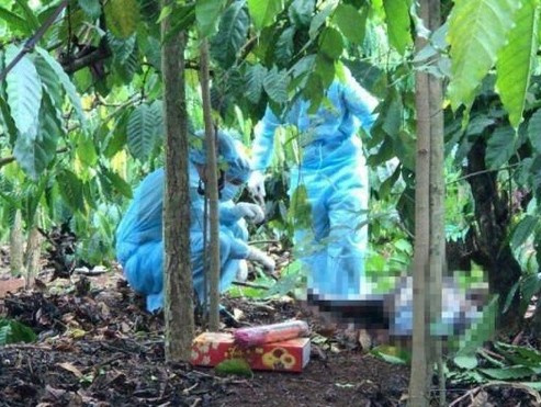 Vụ thi thể nam thanh niên không nguyên vẹn trong rẫy cà phê: Có thể bị các loài động vật gây ra