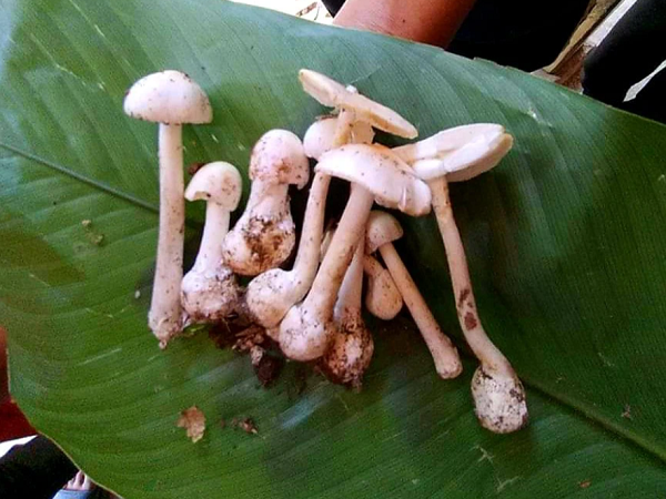 Cả gia đình cùng nhập viện do ăn phải nấm độc nhất trong các loại nấm