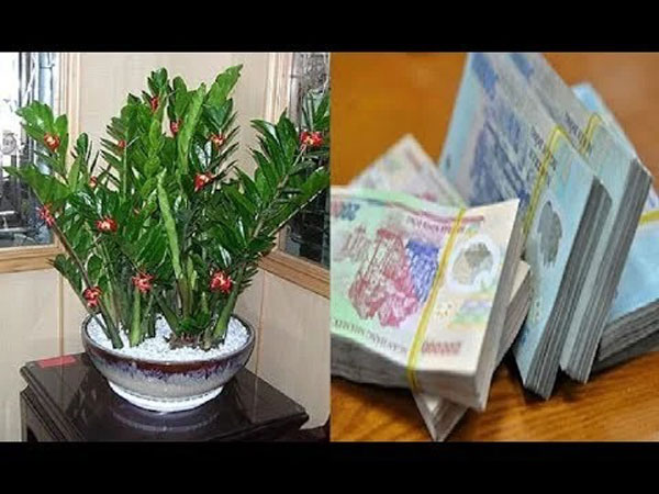 'Hối lộ' Thần Tài bằng cách đặt 5 loại cây này lên bàn thờ giúp gia chủ làm gì cũng phát, viên mãn thành công