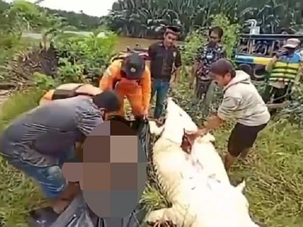 Hãi hùng bé trai 8 tuổi bị cá sấu nuốt chửng ở Indonesia