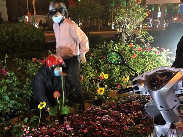 Xôn xao hình ảnh người dân tự ý lấy hoa trên đường hoa xuân Lạng Sơn: 'Cây còn tươi đẹp đã phá, thật kém văn minh'