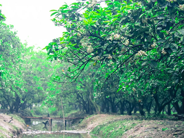 Hoa bưởi bung nở trắng trời ở làng trồng bưởi nổi tiếng Hà Nội