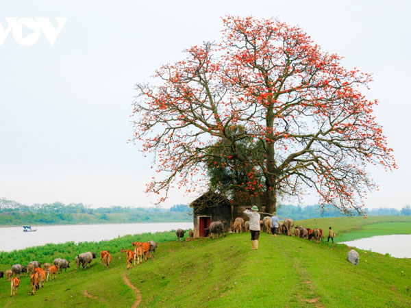 Tháng ba, hoa gạo khoe sắc thắm bên bờ sông Thương