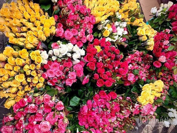 Hoa hồng tăng giá gấp 5, dân buôn tranh mua nhà vườn cháy hàng