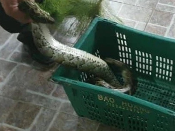 Kinh hãi phát hiện trăn gấm nặng 7kg bò vào vườn nhà dân ở Hà Tĩnh