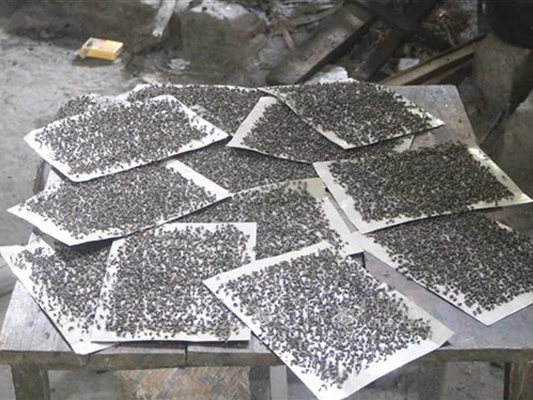 Mắc màn ăn cơm để trốn ruồi bùng phát từ bãi rác