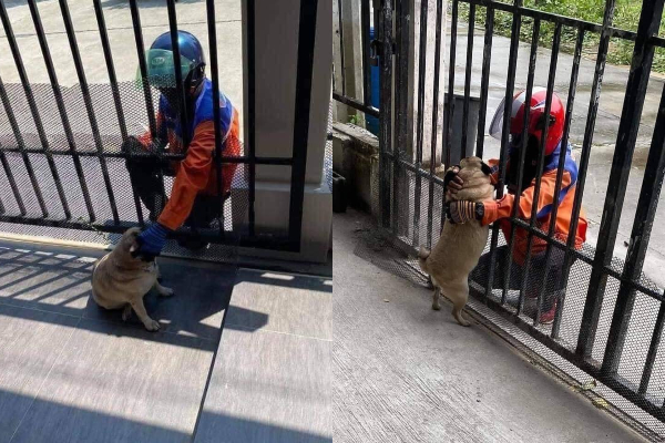 Chú chó 'mê trai' và cái kết khá tốn tiền dành cho 'con sen'