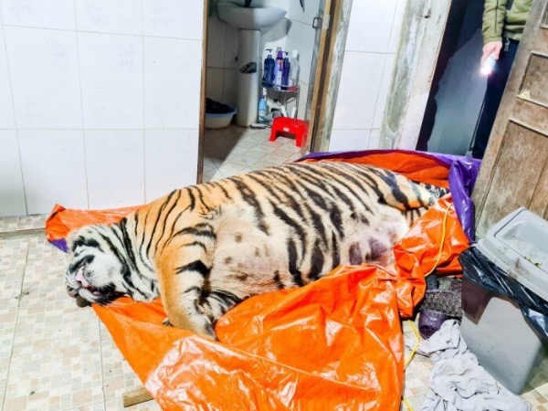 Khởi tố người đàn ông mua hổ 2,5 tạ về nấu cao
