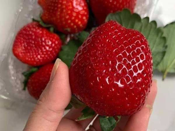 Dâu tây Mộc Châu đắt hơn đồ Nhật, về Hà Nội giá vip 1 triệu đồng/kg