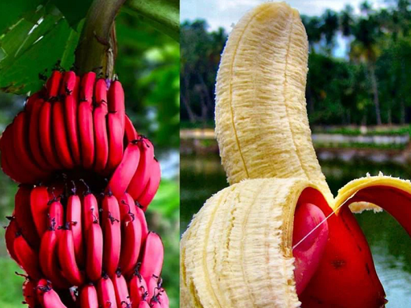 Loại chuối mới lạ có công dụng vượt trội hơn cả chuối vẫn ăn hàng ngày, cực tốt cho não bộ, tim, mắt
