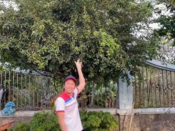 Hoài Linh khoe cây 8 tỷ ra quả, tiết lộ điều bất ngờ về mình năm mười mấy tuổi