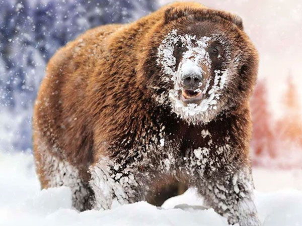 'Cocaine Bear': Chuyện về chú gấu đen đủi ăn hết hơn 30 cân ma túy, những gì xảy ra sau đó đã đi vào huyền thoại